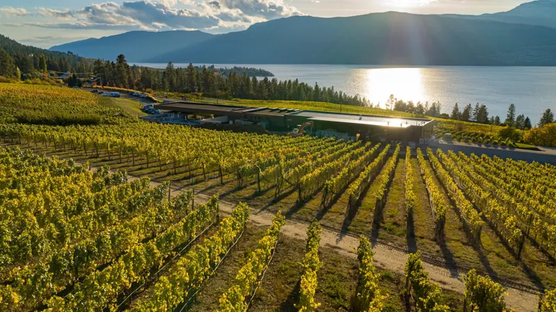 Vineyards sloping down to Okanagan Lake