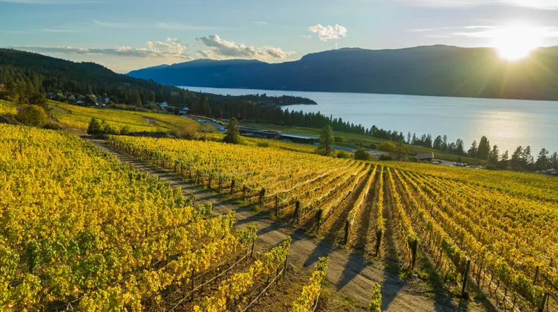 Vineyard rows above Okanagan Lake at golden hour