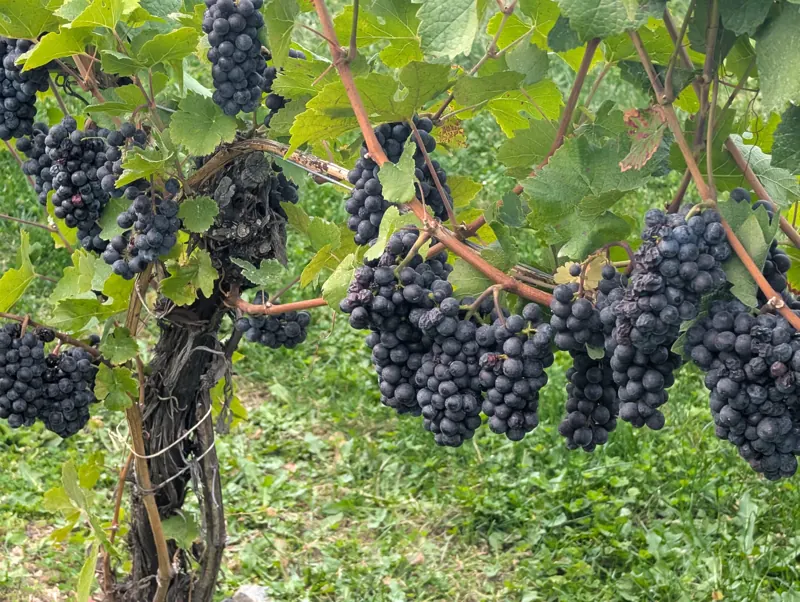 Grapes on the vine, September 2026