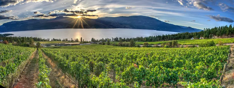 Vineyard panorama at sunset over the lake